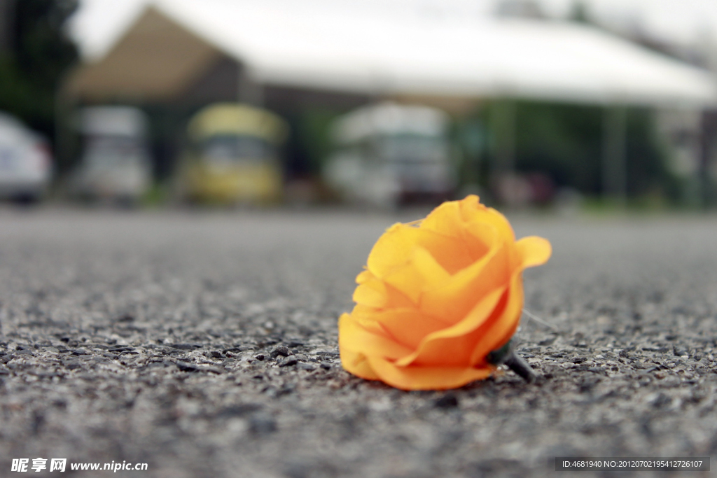 马路上一朵花