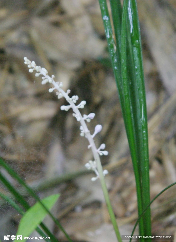 小白花