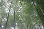 竹林
