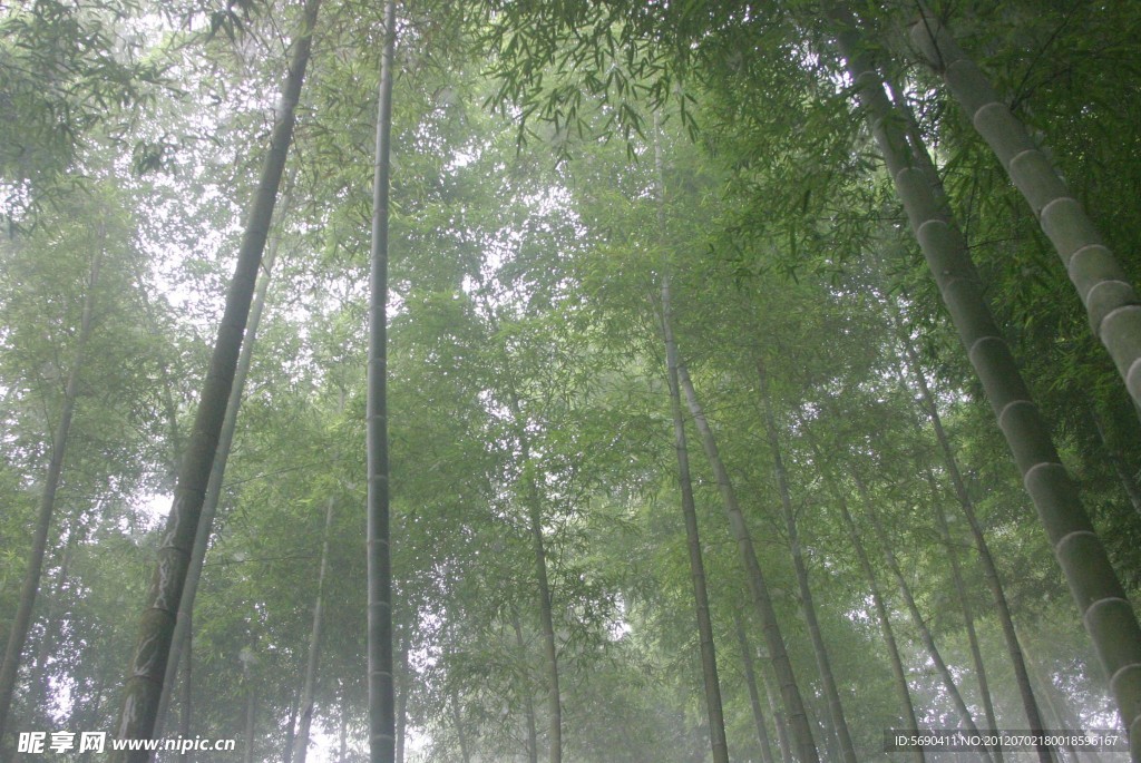 竹林