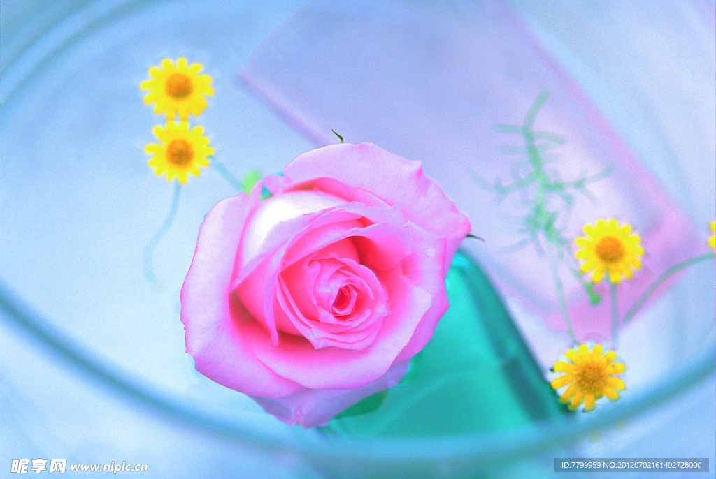 玫瑰花