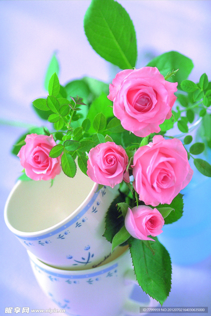 玫瑰花