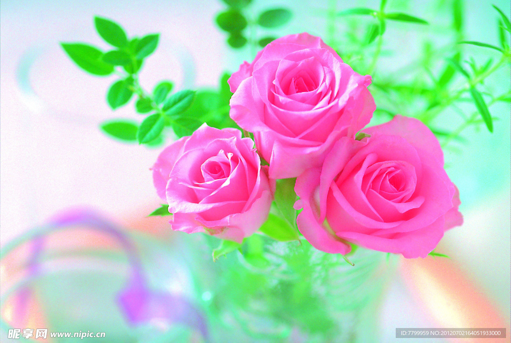 玫瑰花
