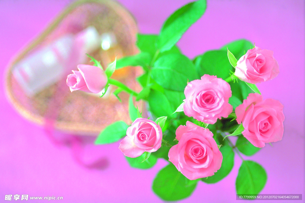 玫瑰花