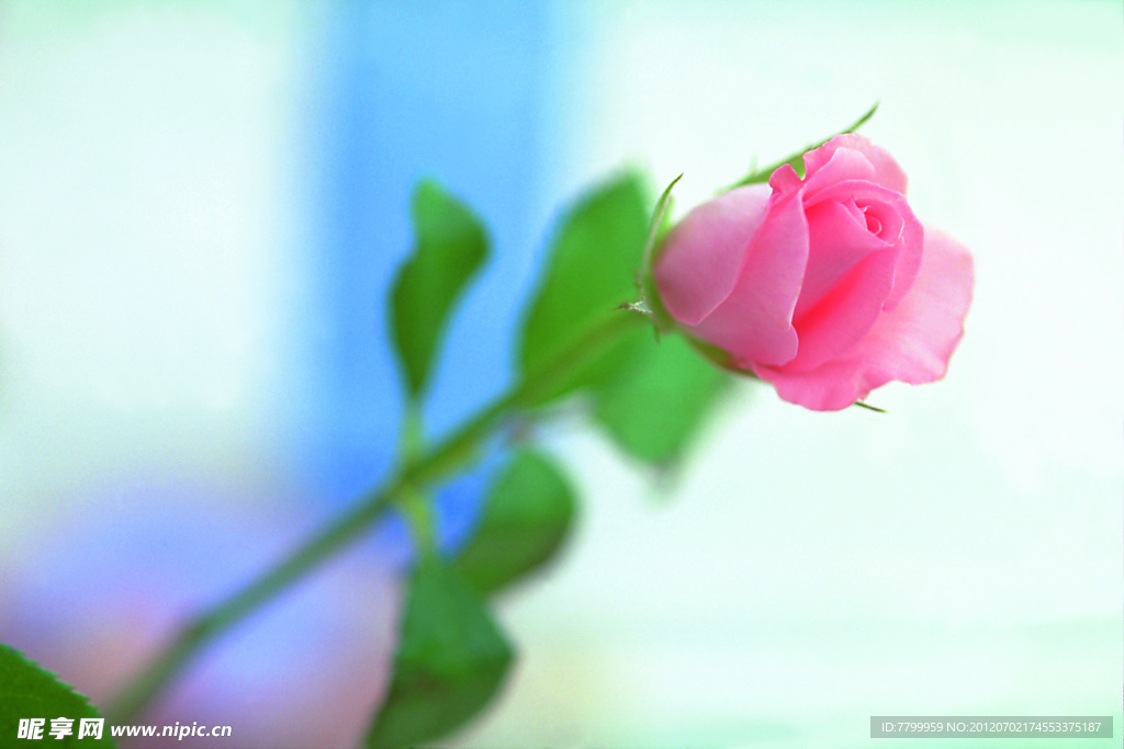 玫瑰花