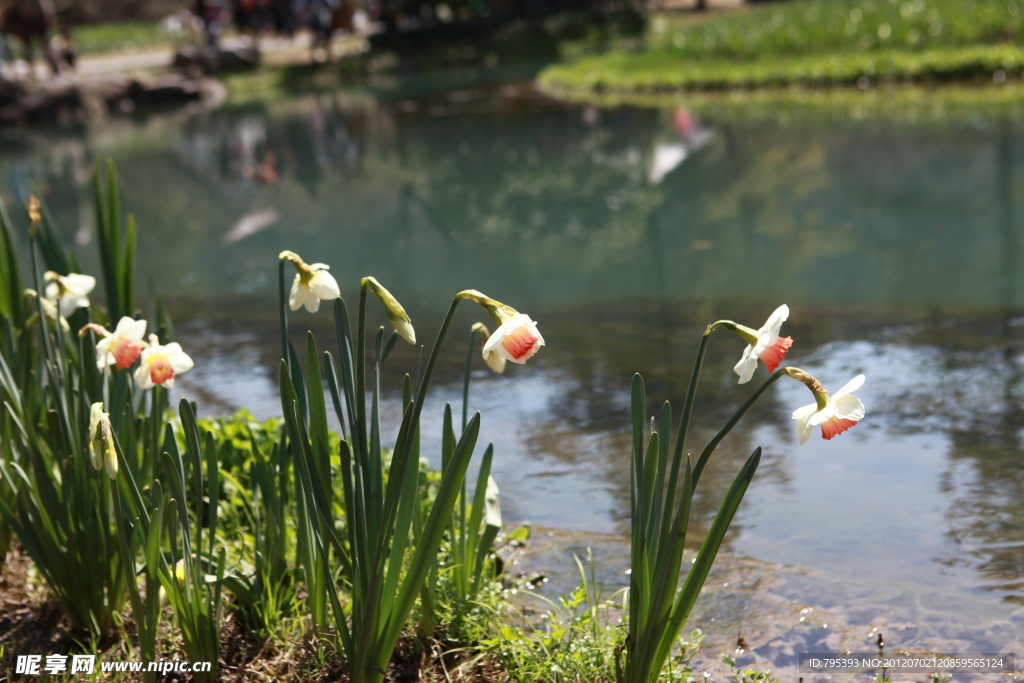 水仙花