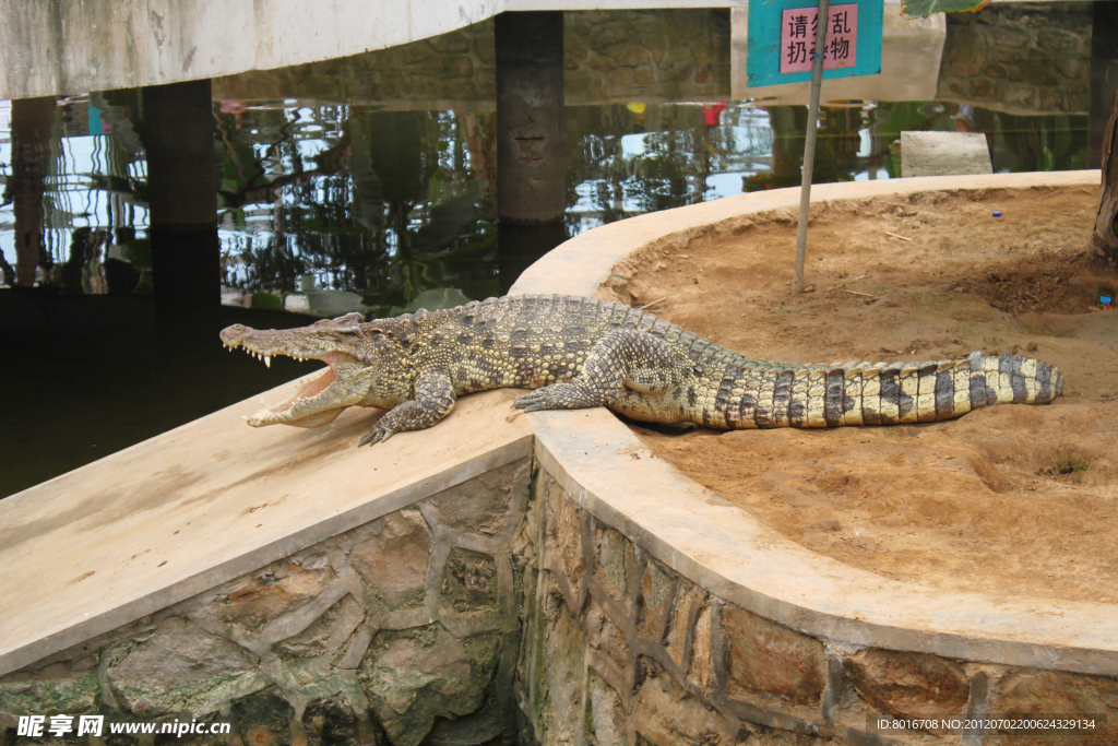 鳄鱼