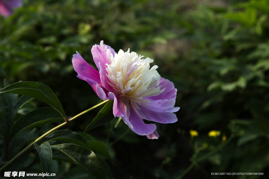 芍药