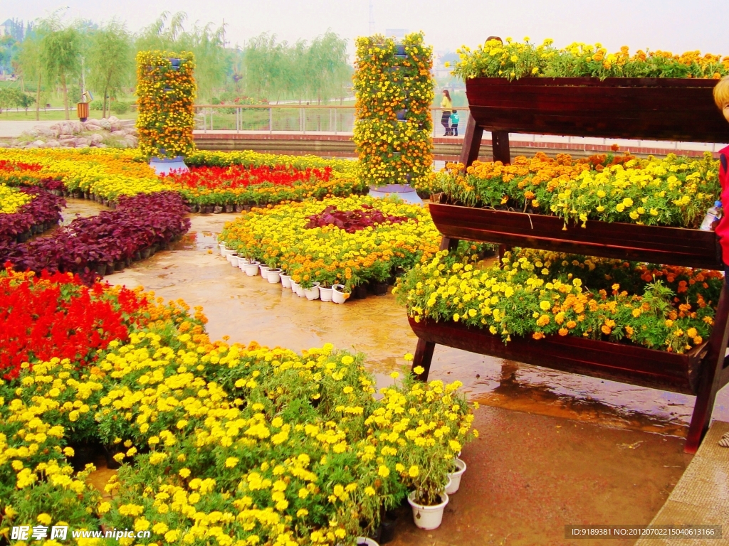 雨后鲜花