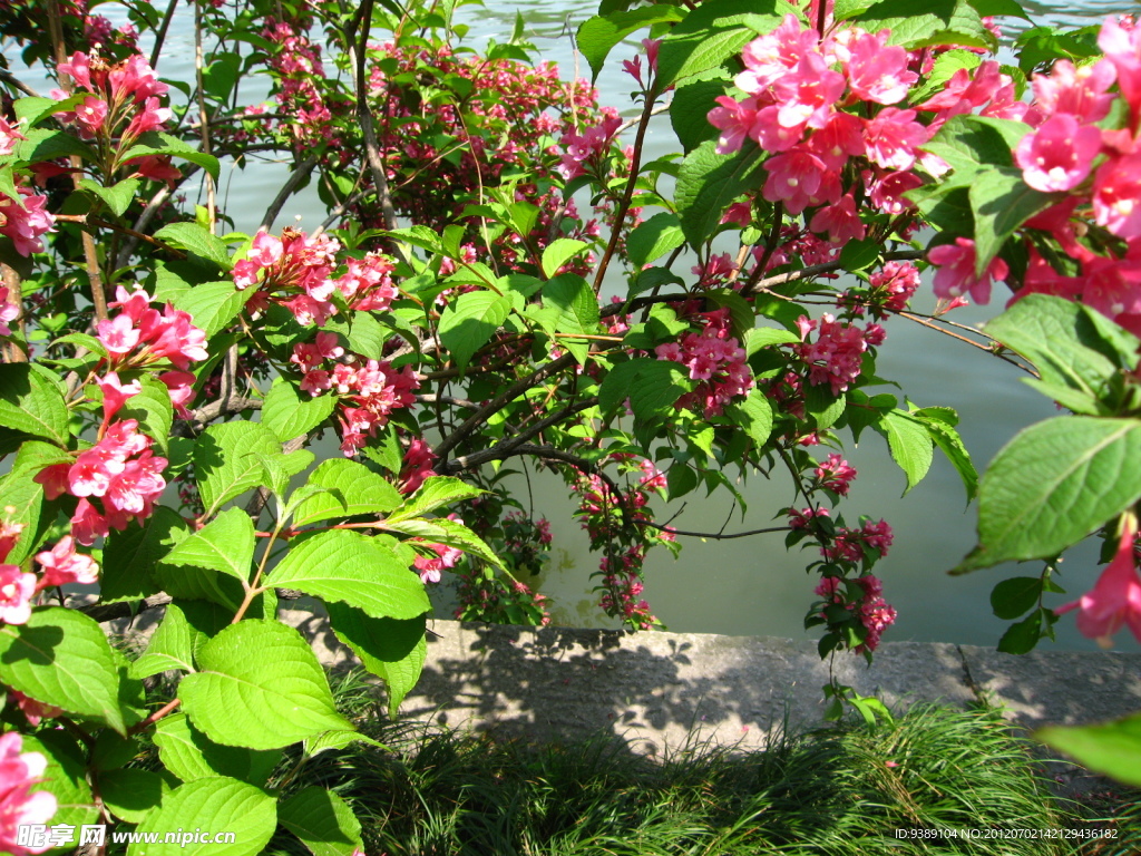 红樱花