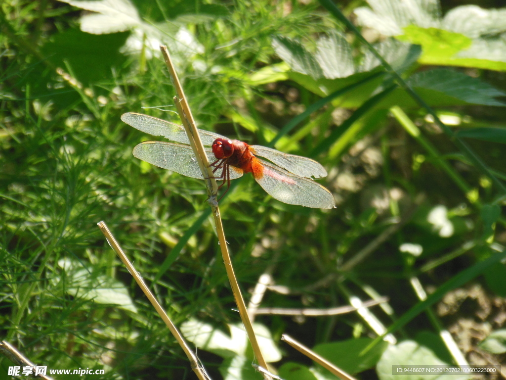 红蜻蜓