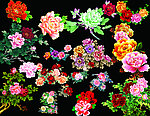 牡丹花卉