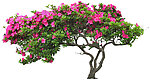 花素材