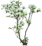 花素材