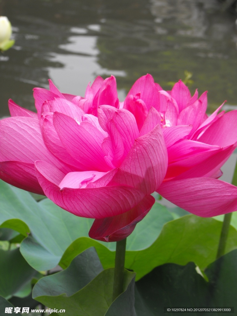 夏日荷花