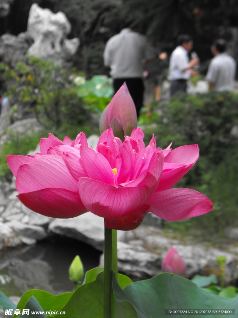 夏日荷花