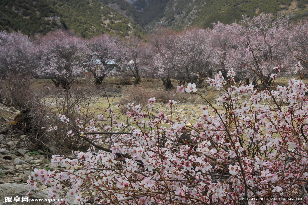 桃花林