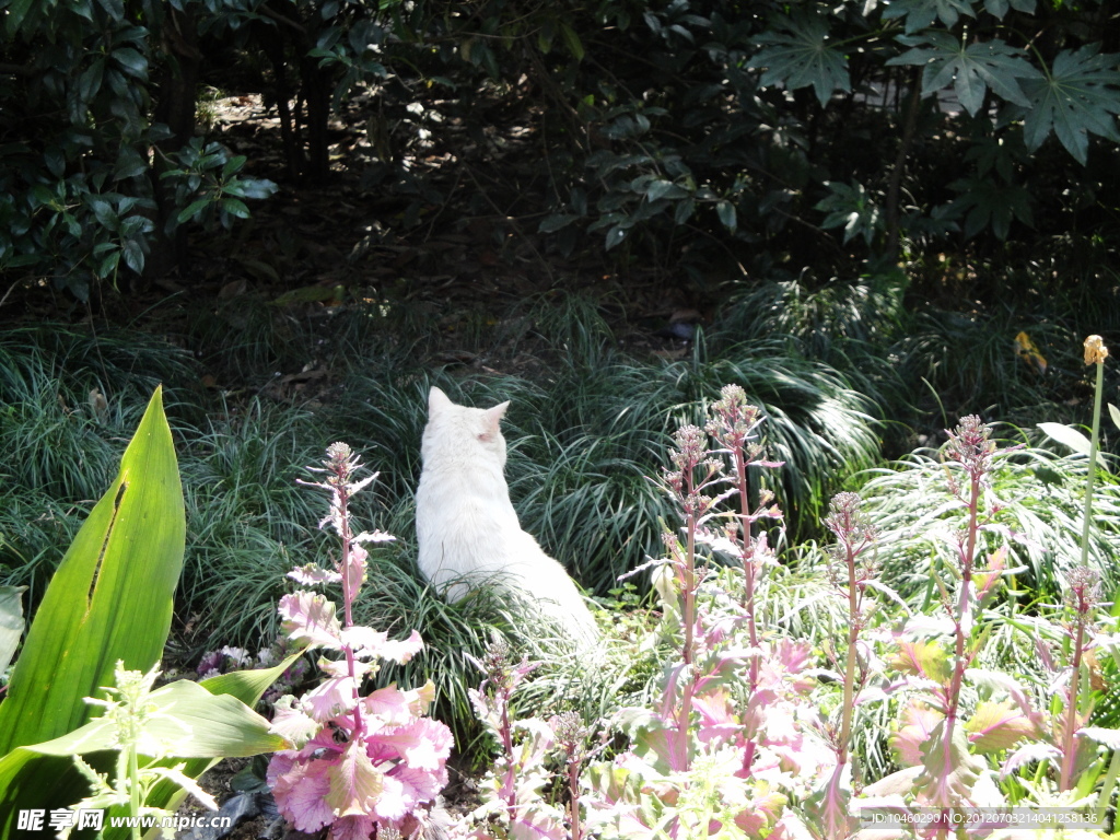 小猫