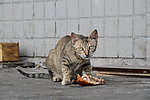 小猫