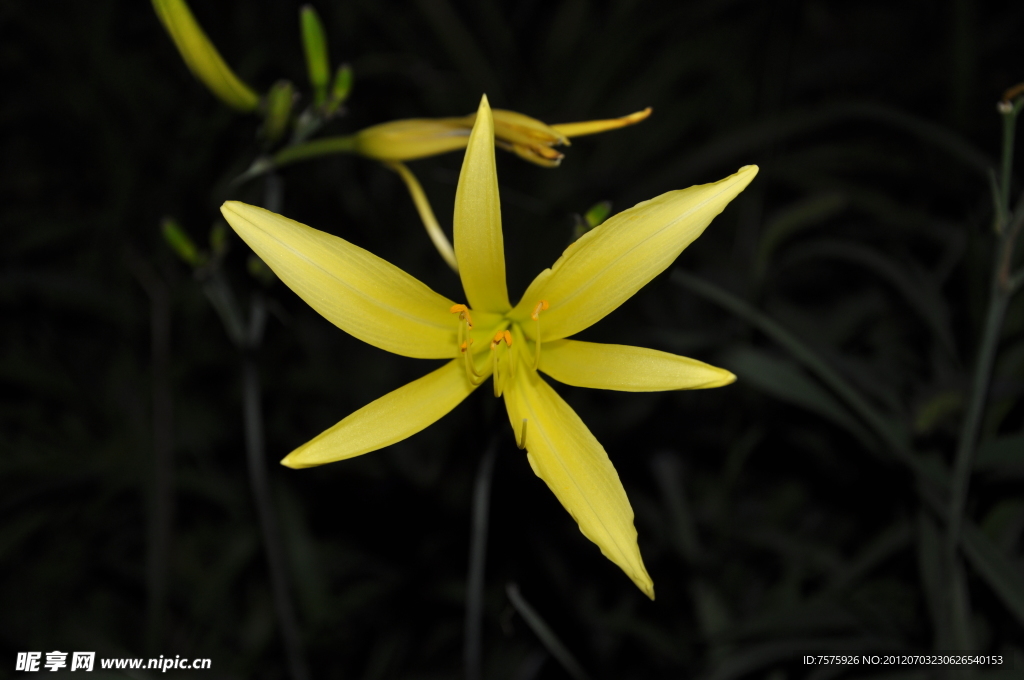 黄花