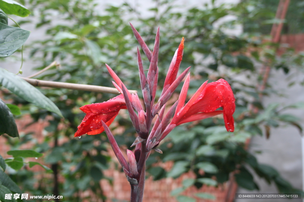 芭蕉