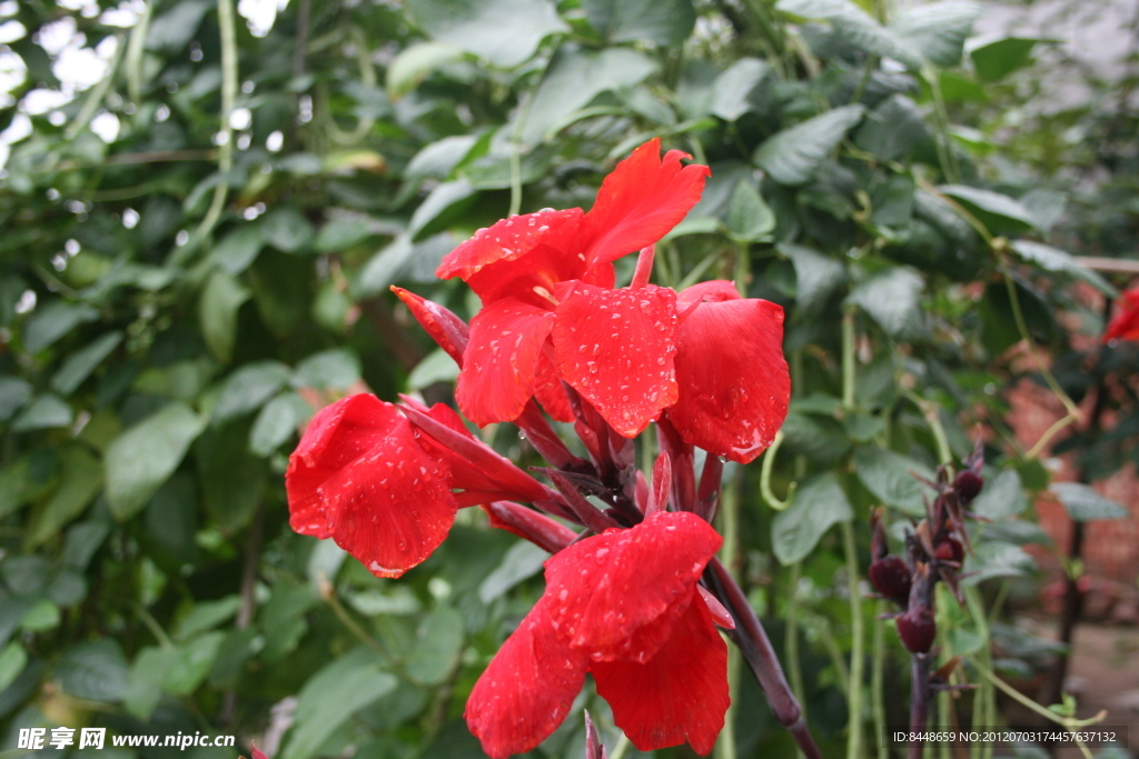芭蕉