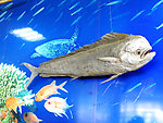 海洋生物
