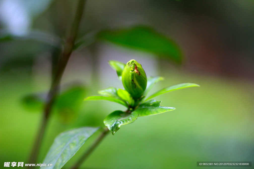 栀子花蕊
