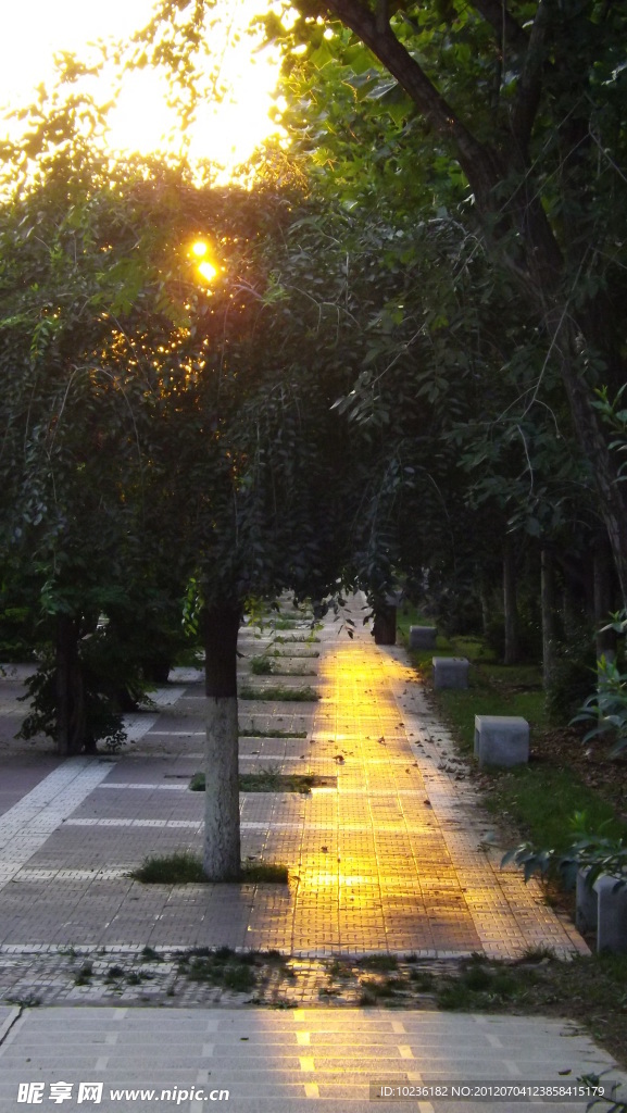 夕阳洒金