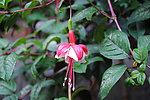 灯笼花