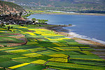 云南拉市海高处眺望油菜花田