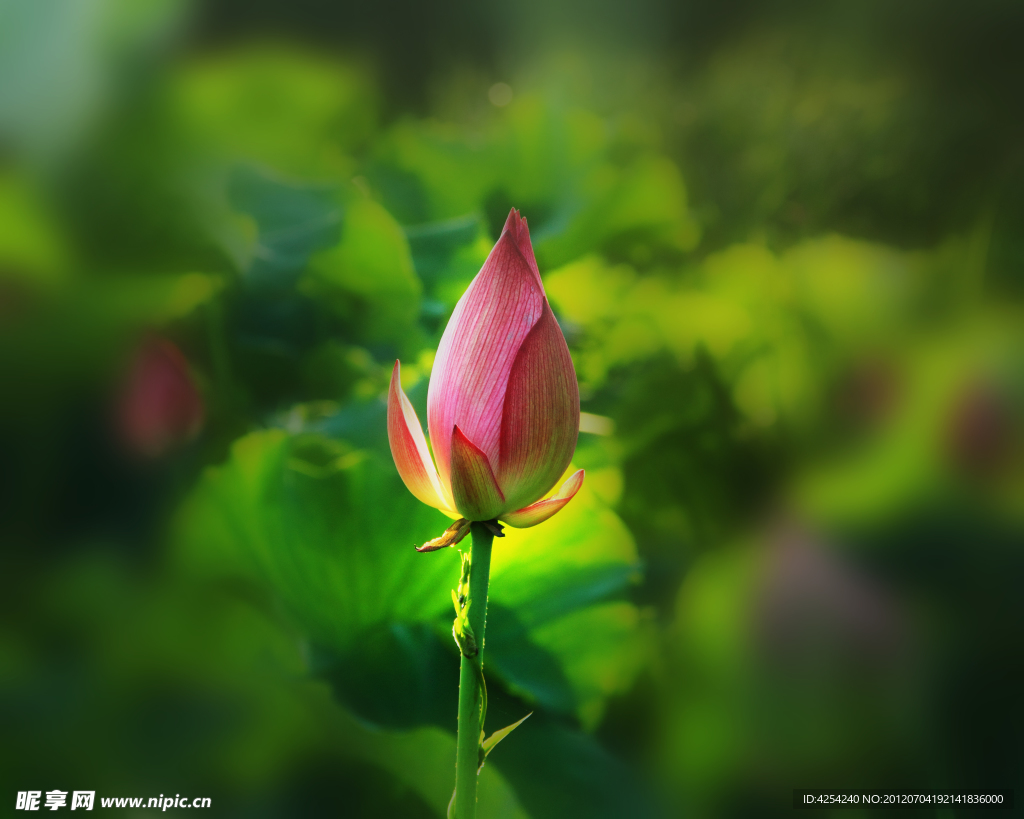 荷花