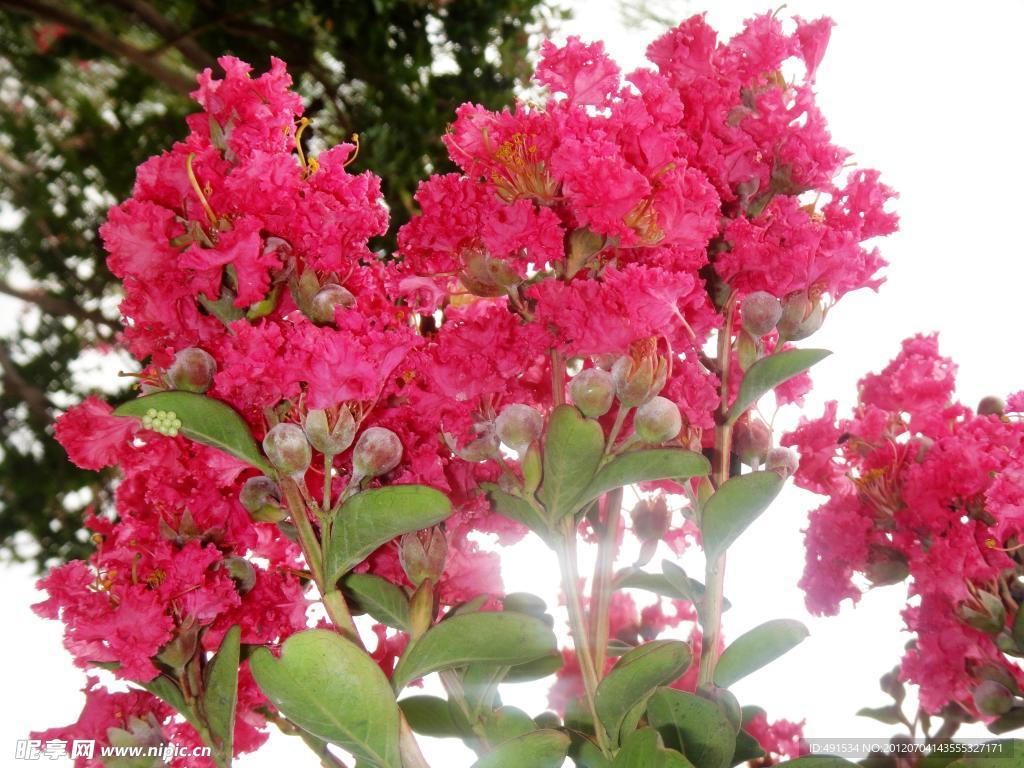 紫薇花