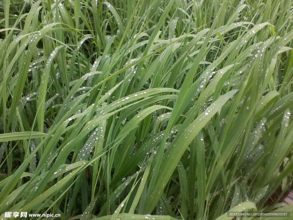 野草