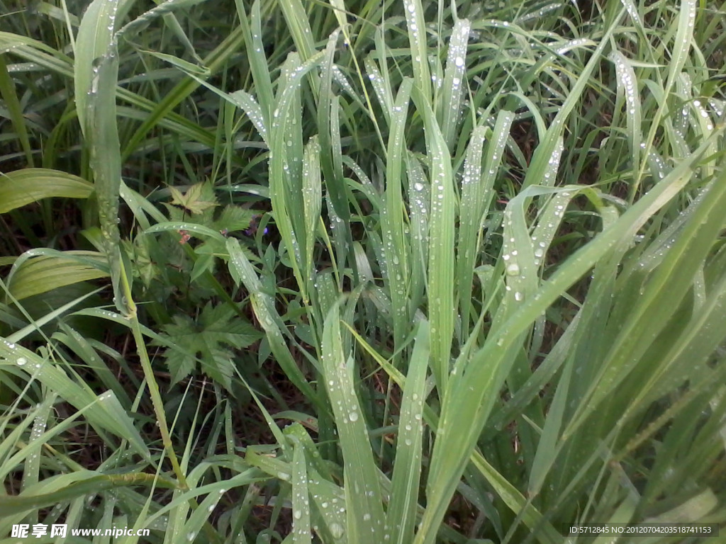 野草