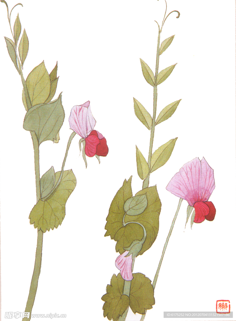 豌豆花