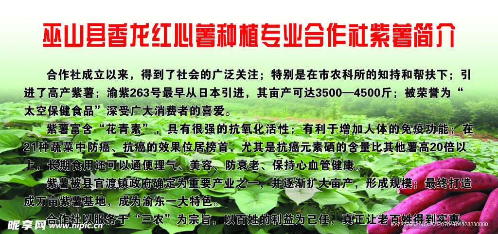 红心薯简介