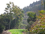 乡村 春芽树