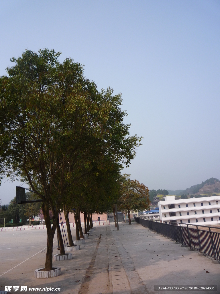 蓝天 绿树