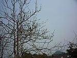 蓝天 莉花树
