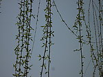 蓝天 杨柳