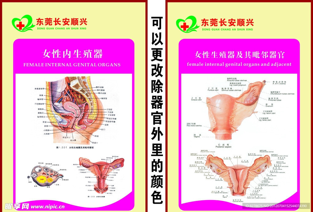 器官解剖图