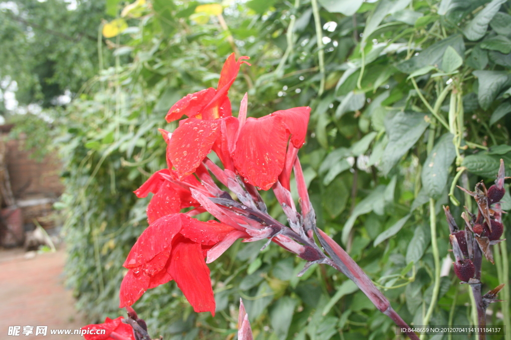 芭蕉花