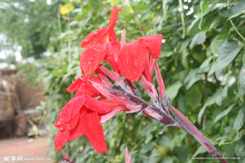 芭蕉花
