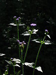 小蓟花