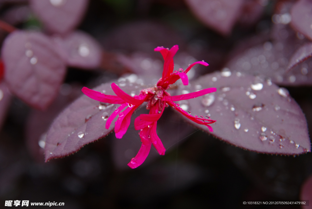 山花