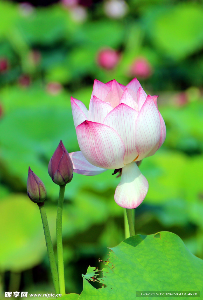 荷花