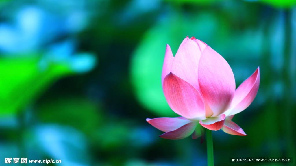 荷花