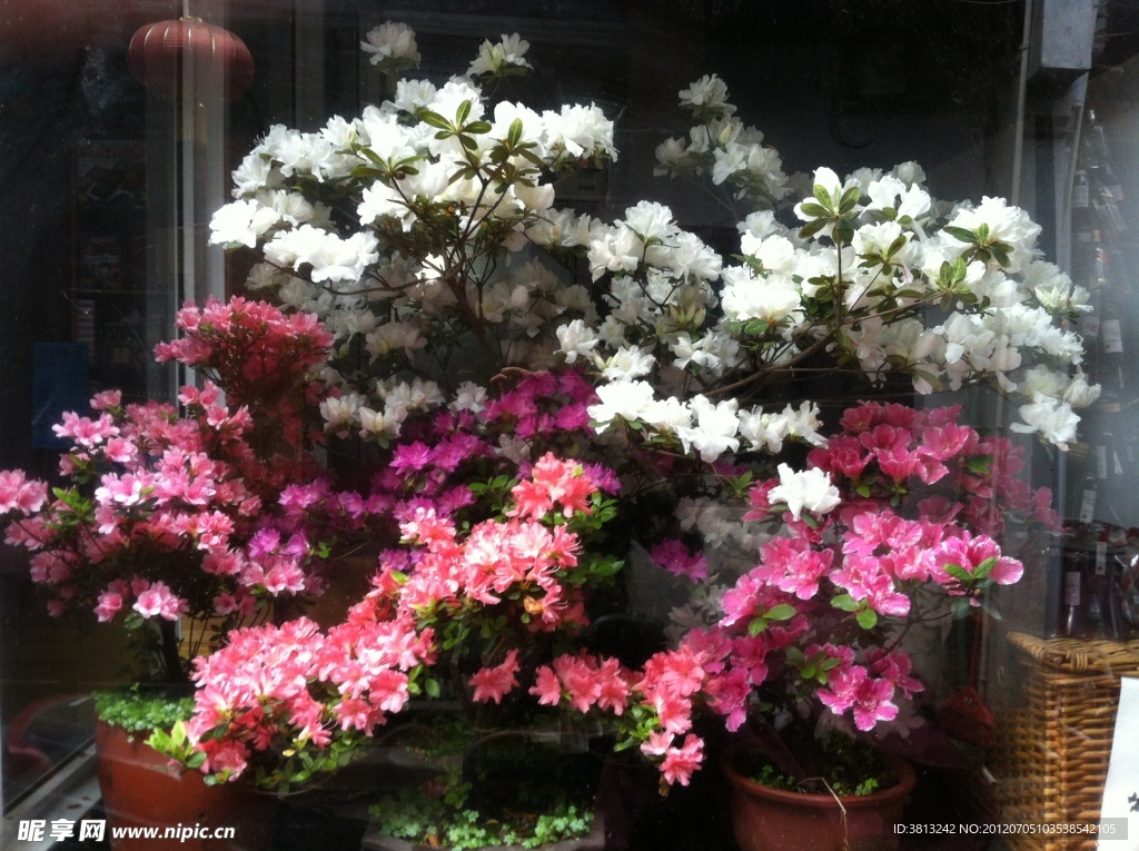 西塘杜鹃花