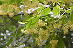 欧椴树花